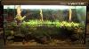 Biotope Aquarium Design Contest 2015 The 3rd Place North America