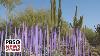 Glass Artist Dale Chihuly S Exhibit Takes Inspiration From Arizona S Desert Landscape