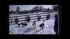 Kangal Livestock Guardian Dogs At Play In The Snow