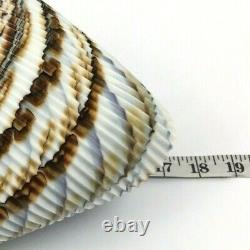 Murano Glass Shell Serving Bowl Large Functional Art Decorative Gift