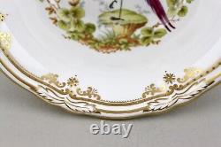 Spode China England Chelsea Bird Y8555 Raised Gilt Dots 20.5cm 8 Pedestal Bowl