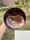 Unique Signed Tony Evans Stoneware American Studio Pottery Glazed Bowl