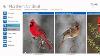 Windows 8 1 Ibird App Review For Bird Watchers In North America